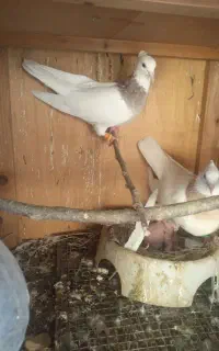 شش عدد کبوتر توقی