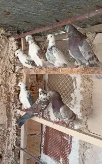 کبوتر پرشی