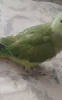 طوطی ملنگو