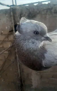 نر مطابق این عکس بی کاکل شب بالا گذاشتم