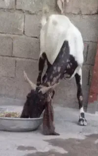 بز نژدی 3 قلو زا