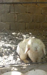 خرگوش بازی گوش