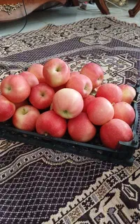 فروش،سیب و الو شابلون