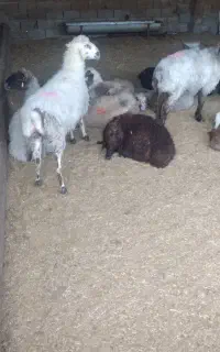 بره از ۲۵ کیلو به بالا