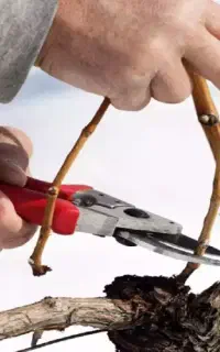 هرس کردن باغ