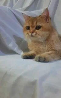 گربه