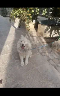 سگ سامویید نر