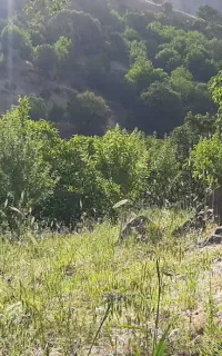 علف سوزه و کاه