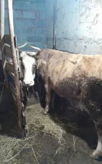 گاو چالوسی