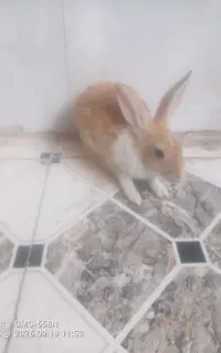 خرگوش