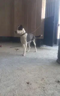 پیت پول