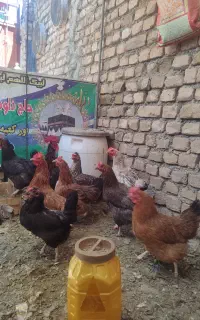 مرغ