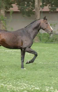 آموزش سوارکاری