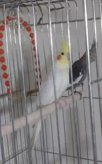 قفس پرنده