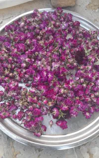 گل محمدی