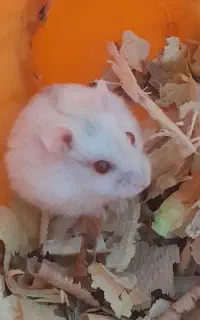 واگذاری همستر