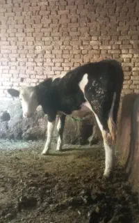 گوساله سیمینتال
