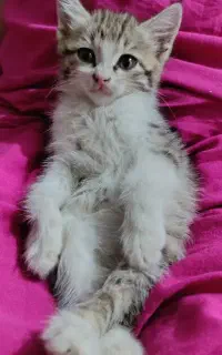 بچه گربه ملوس