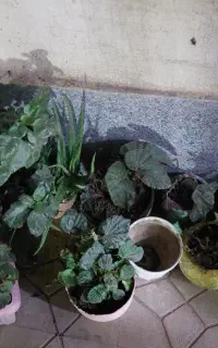 فروش‌گل