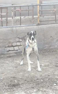 سگ نگهبان