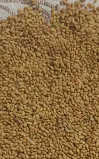 بذر یونجه