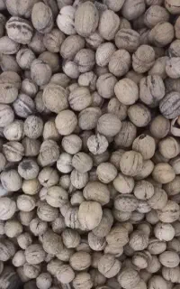 گردو الشتر