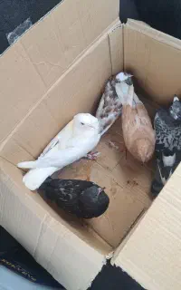 تعدادی کبوتر ب فروش میرسد