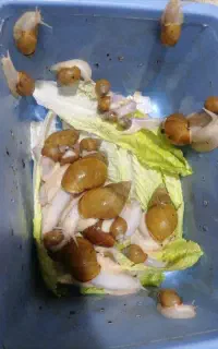 حلزون البینو