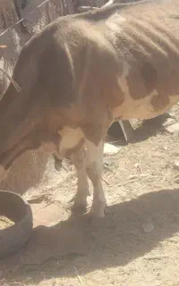 مزرعه حیوانات