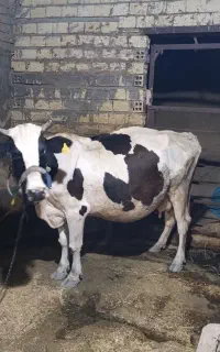 گاو