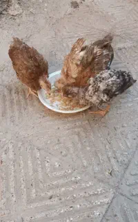 جوجه