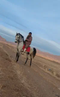 اسب نریان دره شوی