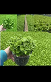 درخت بوه میدم