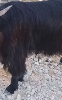 پاچن
