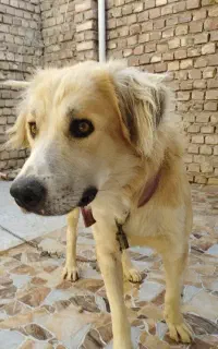 سگ فروشی