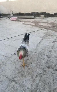 دوتا خروس جوان