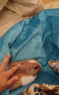 خرگوش باهوش