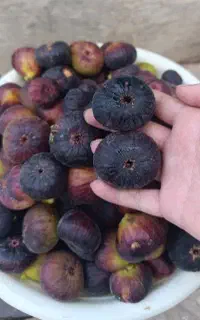 انجیر تازه