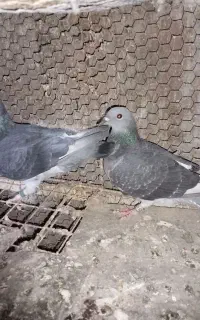 جان آردن خالص