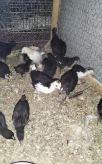 جوجه گلین و ایام سمانی در سنین مختلف