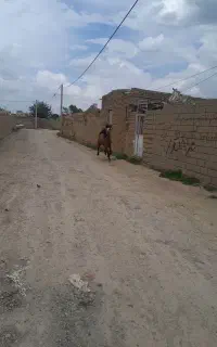اسب