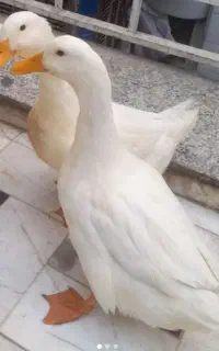 اردک  خوشکل