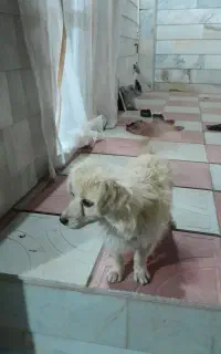 واگذاری سگ باهوش