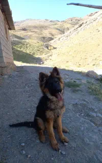 سگ ژرمن