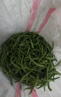 لوبیاسبز