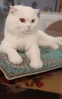 واگذاری گربه اسکاتیش