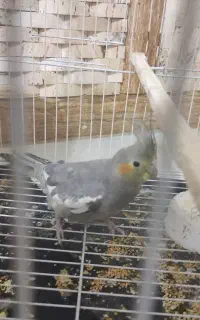 عروس هلندی