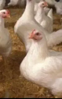 مرغ گوشتی زنده