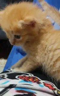 بچه گربه