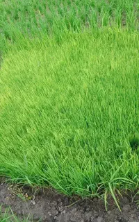نشا هاشمی